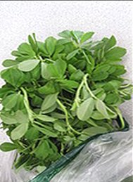 Menthulu (Fenugreek Seeds), Fenugreek Seeds exporters in India, Indian